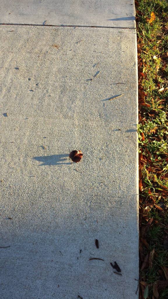 12375867_10206682487598693_1248127838_o