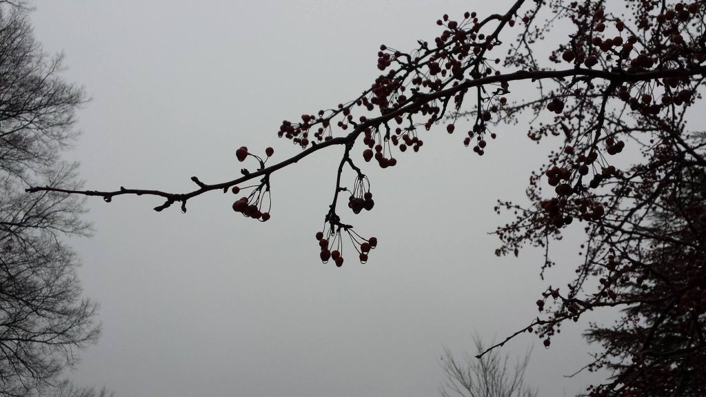 12394365_10206693806441657_651376260_o