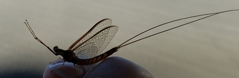 mayfly