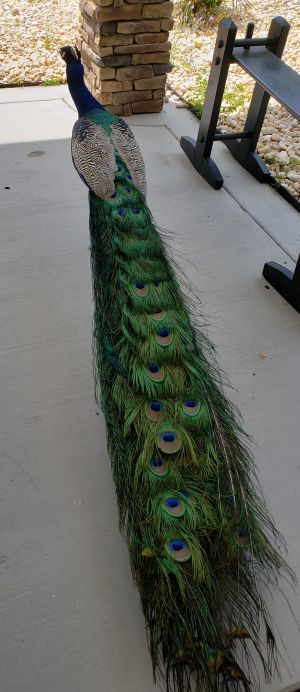 peacock